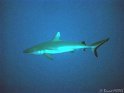 DSC09246 - 050330 - Habili ALi - Requin